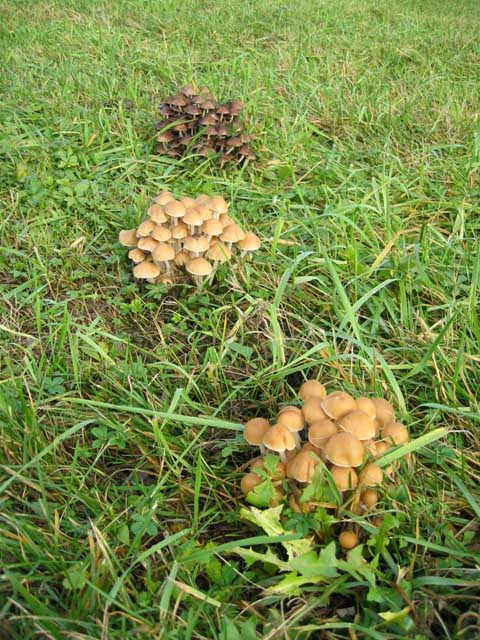 Psathyrella multipedata ?